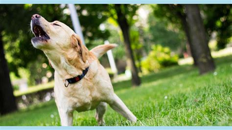 Image result for Dogs Barking