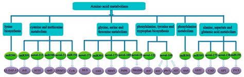 Identification of Low-Nitrogen-Related miRNAs and Their Target Genes in ...