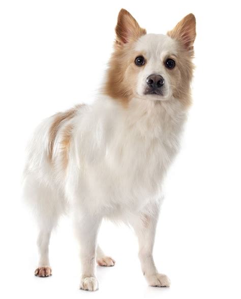 Icelandic Sheepdog - Dog Breed Guide