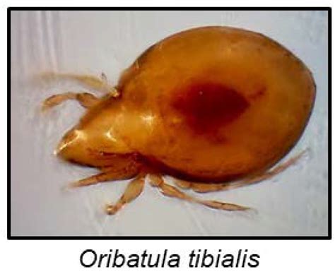 Cyanogenesis in Arthropods: From Chemical Warfare to Nuptial Gifts
