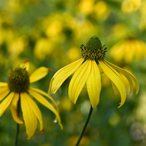 Rudbeckia laciniata (cutleaf coneflower) – Butterfly Effect Farm