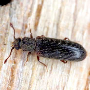Wood Borer Control Service Provider in Kolkata, Howrah