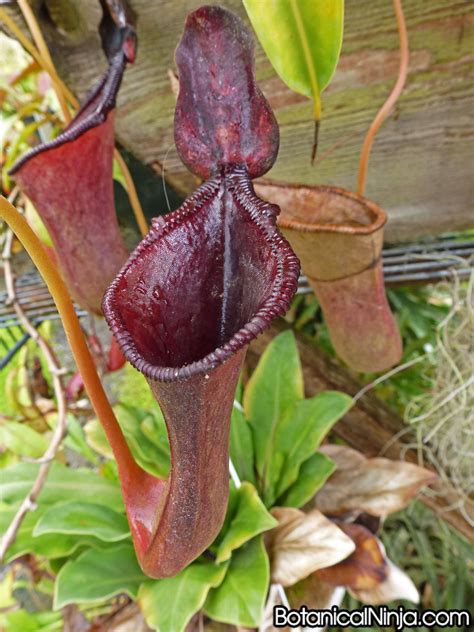 Nepenthes Tropical Pitcher Plant | Nepenthes Tropical Pitcher Plants ...