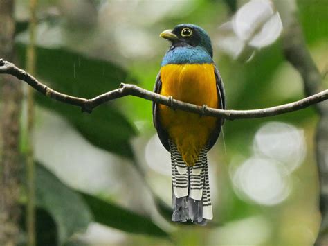 Choco Black-throated Trogon - eBird