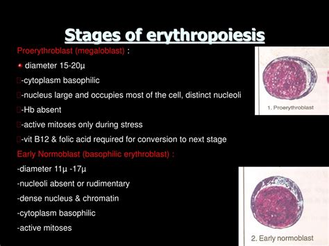 Proerythroblast Vs Myeloblast
