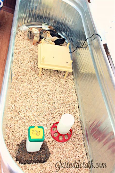 Chicken Brooder Ideas 的图像结果
