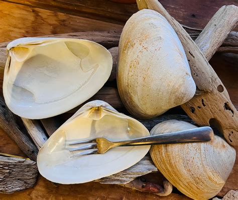 Image result for Reusable Clam Shells for Baking