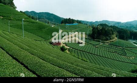 Tea Plantations Japan 的图像结果