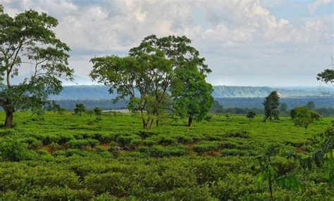 Lataguri Gajoldoba Tour Package