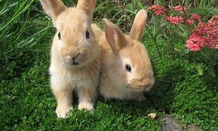 Image result for Rabbit Wallpaper for Computer