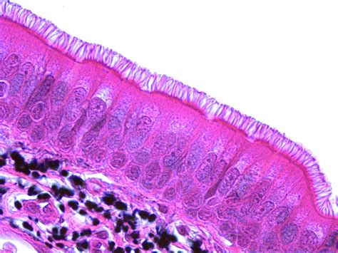 Pseudostratified Ciliated Columnar Epithelium in Animal Stomach