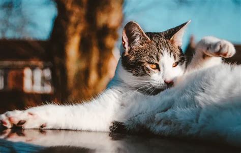 Wallpaper cat, cat, look, pose, portrait, face for mobile and desktop ...