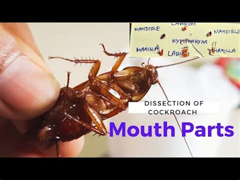 How to Dissect a Cockroach 的图像结果