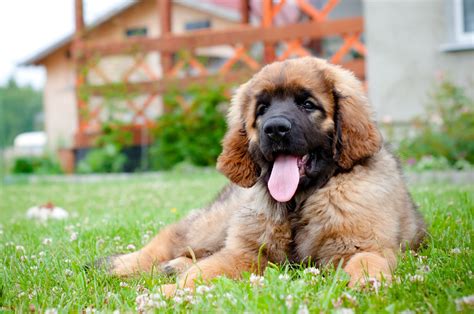 Leonberger (Leo): Dog Breed Characteristics & Care