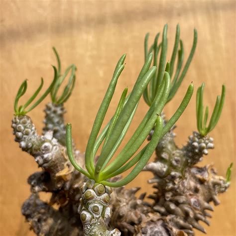 Tylecodon wallichii【チレコドン・ワリチー】 | RIMO'S GREEN 【Saboten & Succulent】