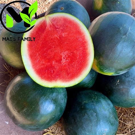 Sugar Baby Watermelon Seeds - Heirloom – Mai's Family