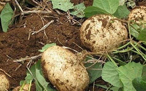 GreenHorizon Yam Bean / Jicama / sak aloo / saag aloo / sag alu Seed ...