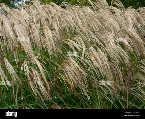 Chinese silver grass hi-res stock photography and images - Alamy