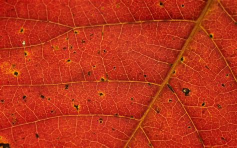 Download wallpaper 3840x2400 leaf, veins, red, macro 4k ultra hd 16:10 ...