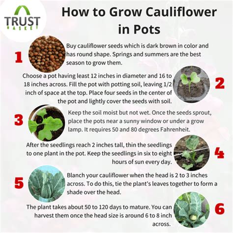 How to Grow Cauliflower at Home in Your Garden – TrustBasket
