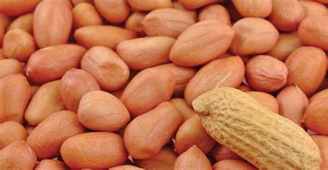 Khedut - Growers and Processors of finest quality peanuts