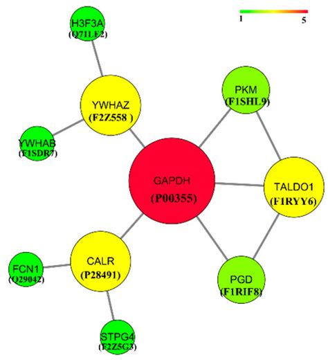 Identification of Estrus in Sows Based on Salivary Proteomics