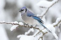 blue jay in Navajo - English-Navajo Dictionary | Glosbe