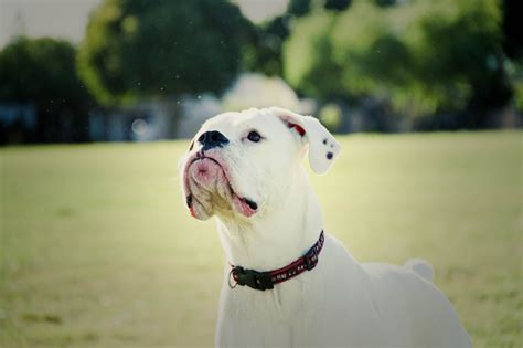 American Bulldog Breed Information & Pictures – Dogtime