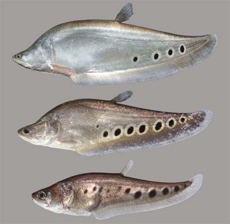 Florida Invasive Species: Clown Knifefish – Research News