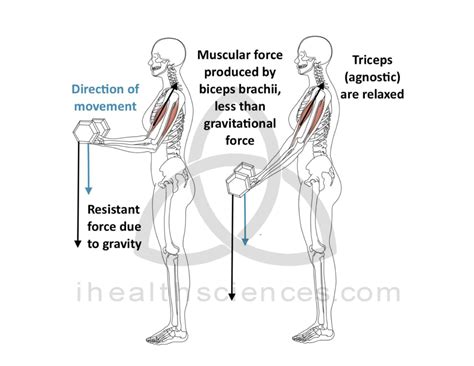 Image result for Exploding Muscle