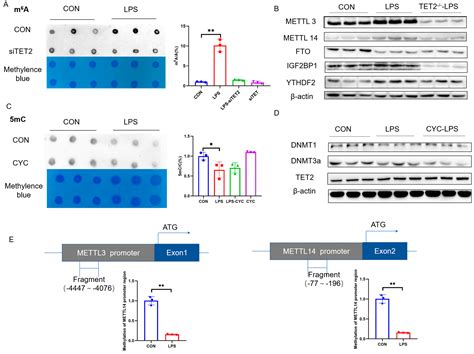 DNA 5mC and RNA m6A Collaborate to Upregulate Phosphoenolpyruvate ...