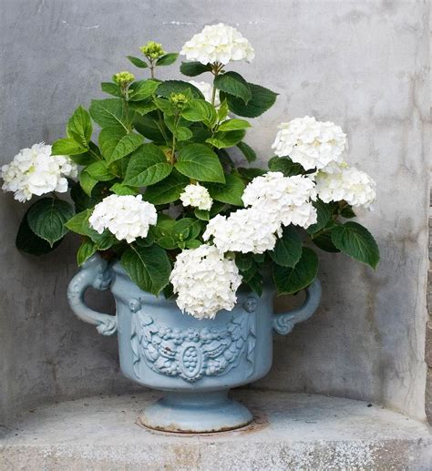 How To Transfer Potted Hydrangeas at Ebony Butters blog