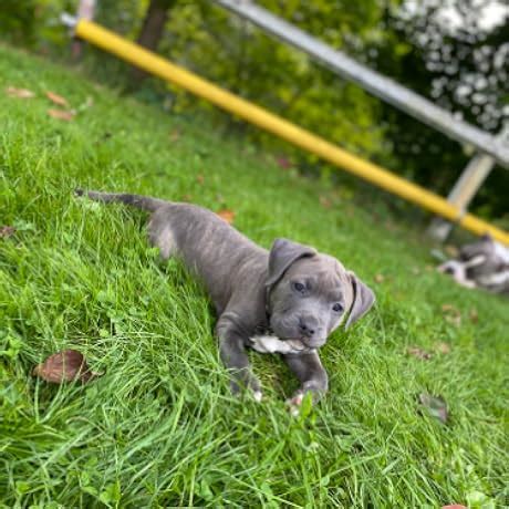 Rode Podmic Dynamic Unidirectional Podcasting Microphone (Black ...