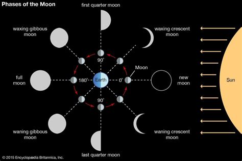 Phrases of the moon diagram - Brainly.in
