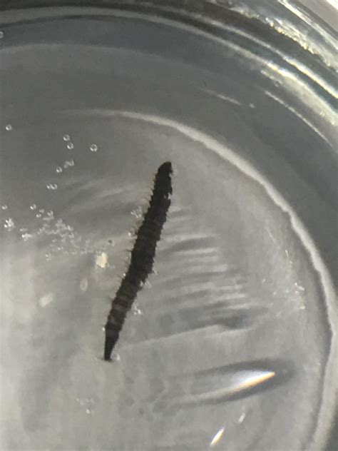 What Are Tiny Black Worms