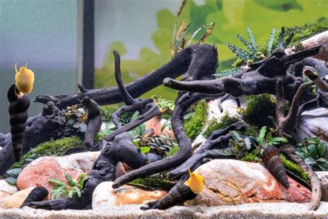 Pet Snail Tank 的图像结果