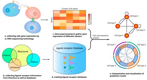 Cellphonedb Plot Generating Visualisations Of Cell Cell Interactions