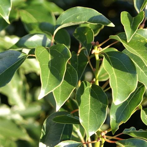 Ravintsara Essential Oil | Ravintsara Oil Price - Absolute Aromas India