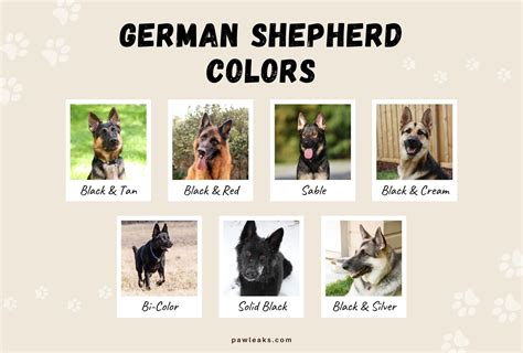 All 7 German Shepherd Colors - Don't Believe The Lies | PawLeaks