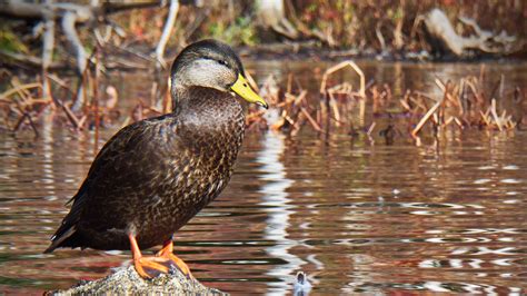 Download wallpaper 2560x1440 duck, bird, stone, pond, wildlife ...
