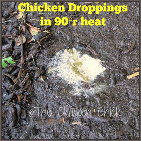 Image result for Normal Chicken Poop
