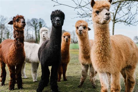 8 Fun Facts About Alpacas