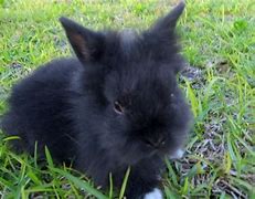 Image result for Dwarf Lionhead Rabbit Black and White