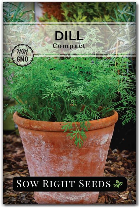 Grow Dill From Seed