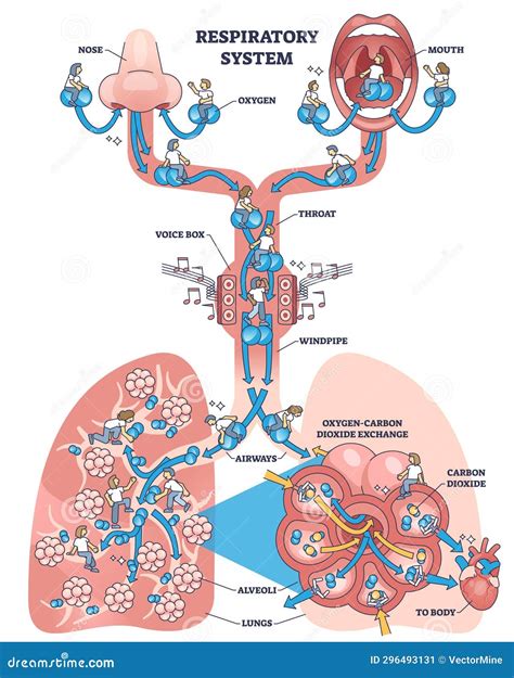 Inhalation Process 的图像结果