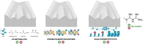 Metformin: Sentinel of the Epigenetic Landscapes That Underlie Cell ...