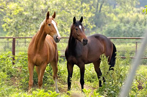 Free photo: Horses - Animals, Bspo06, Farm - Free Download - Jooinn