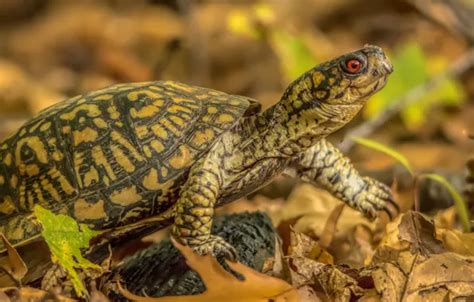 Download wallpaper autumn, leaves, turtle, section animals in ...
