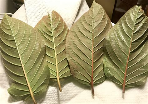 Fresh Picked White and Red Vein Kratom : r/druggardening