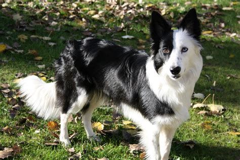 BORDER COLLIE ~ imagexxl